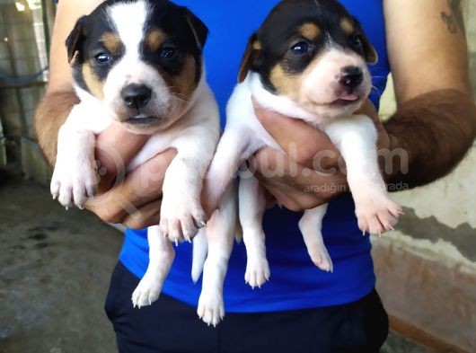 Sağlik Garanti̇li̇ Jack Russell Yavrular görsel
