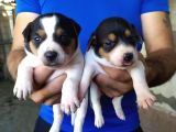 Sağlik Garanti̇li̇ Jack Russell Yavrular