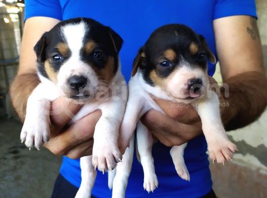 Sağlik Garanti̇li̇ Jack Russell Yavrular