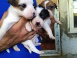 Sağlik Garanti̇li̇ Jack Russell Yavrular