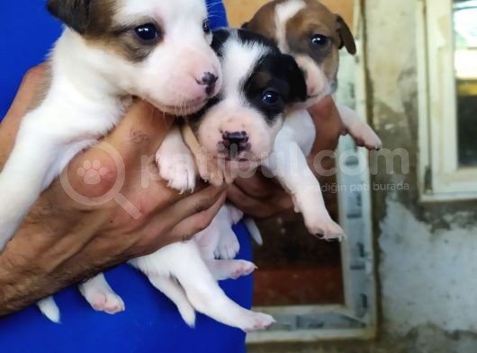 Sağlik Garanti̇li̇ Jack Russell Yavrular görsel