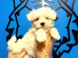 Maltesse Terrier Cinsi Güzel Yavrular 