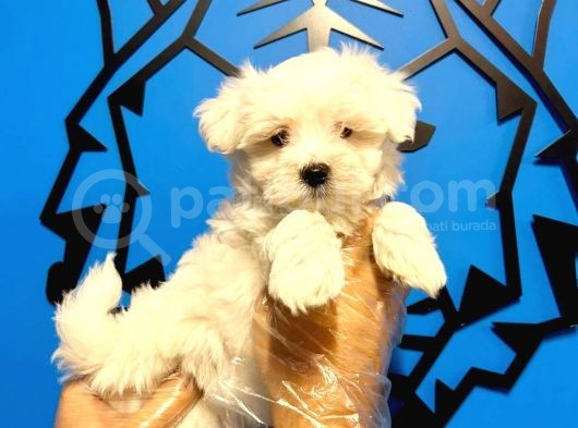 Maltesse Terrier Cinsi Güzel Yavrular 