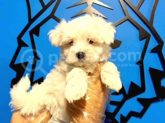 Maltesse Terrier Cinsi Güzel Yavrular  görsel