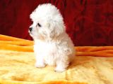 Maltesse Terrier Cinsi Güzel Yavrular
