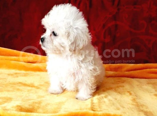 Maltesse Terrier Cinsi Güzel Yavrular görsel
