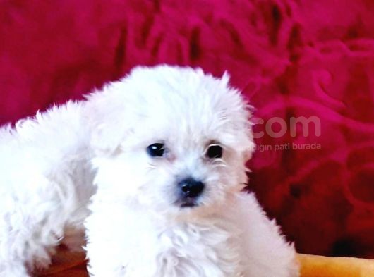 Maltesse Terrier Cinsi Güzel Yavrular