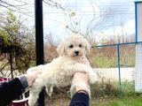 Maltesse Terrier Cinsi Güzel Yavrular