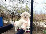 Maltesse Terrier Cinsi Güzel Yavrular