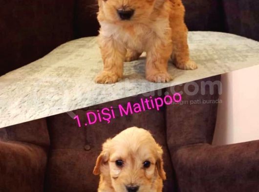 Maltipo Cinsi Yavrular Sevimli  görsel