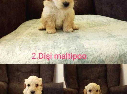 Maltipo Cinsi Yavrular Sevimli 