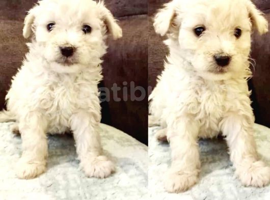 Maltesse Terrier Cinsi Güzel Yavrular 