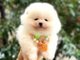 Show Kalite Ayıcık Surat Pomeranian Boo