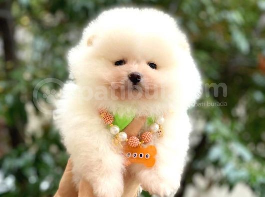 Show Kalite Ayıcık Surat Pomeranian Boo