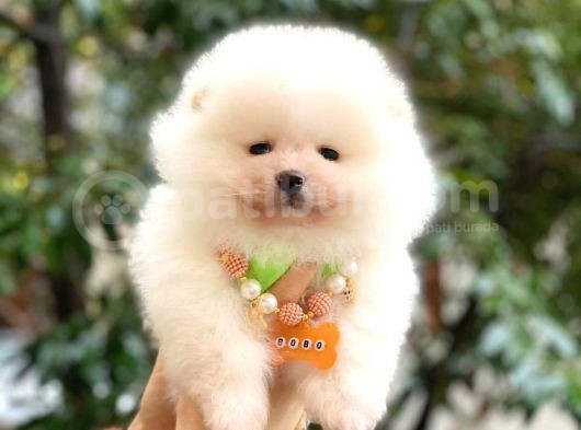 Show Kalite Ayıcık Surat Pomeranian Boo görsel