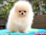 Erkek Dişi Secereli Pomeranian Boo