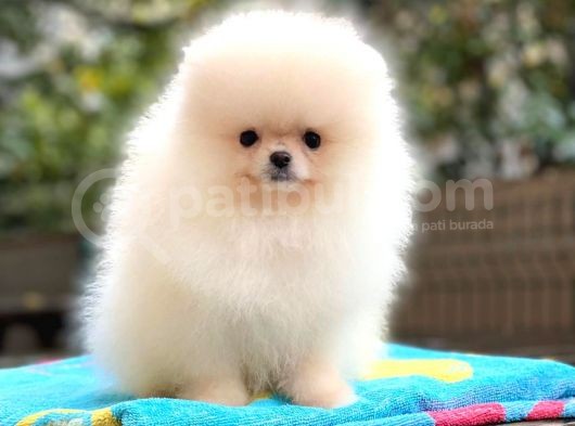 Erkek Dişi Secereli Pomeranian Boo görsel