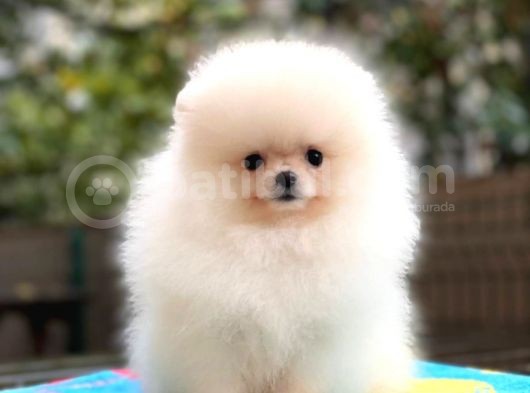 Erkek Dişi Secereli Pomeranian Boo görsel
