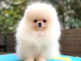 Erkek Dişi Secereli Pomeranian Boo