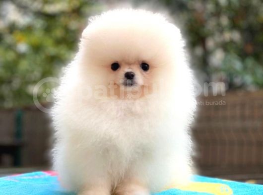 Erkek Dişi Secereli Pomeranian Boo görsel