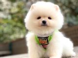Irk Ve Sağlık Garantili Teddy Face Pomeranian Boo