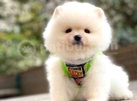 Irk Ve Sağlık Garantili Teddy Face Pomeranian Boo görsel