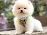 Irk Ve Sağlık Garantili Teddy Face Pomeranian Boo