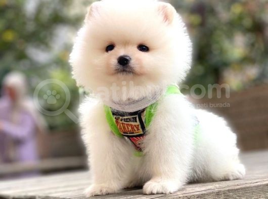 Irk Ve Sağlık Garantili Teddy Face Pomeranian Boo görsel