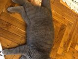British Shorthair Erkek Liliac
