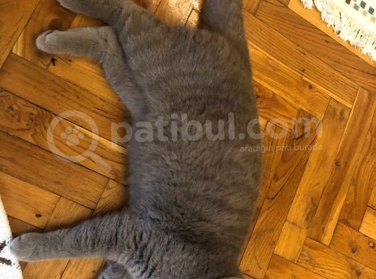 British Shorthair Erkek Liliac görsel