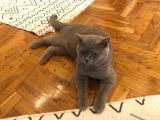 British Shorthair Erkek Liliac