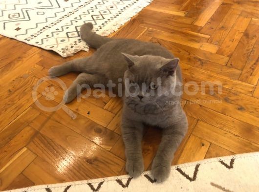 British Shorthair Erkek Liliac