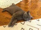 British Shorthair Erkek Liliac