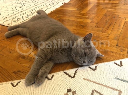 British Shorthair Erkek Liliac görsel
