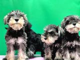 Irk Ve Sağlik Garanti̇si̇yle Mi̇nyatür Schnauzer Yavrular