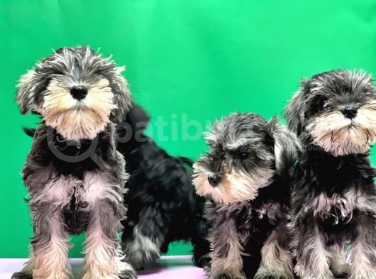 Irk Ve Sağlik Garanti̇si̇yle Mi̇nyatür Schnauzer Yavrular görsel
