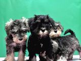 Irk Ve Sağlik Garanti̇si̇yle Mi̇nyatür Schnauzer Yavrular