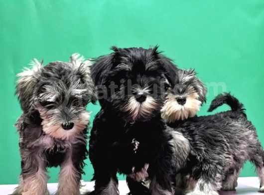 Irk Ve Sağlik Garanti̇si̇yle Mi̇nyatür Schnauzer Yavrular görsel