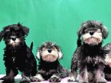 Irk Ve Sağlik Garanti̇si̇yle Mi̇nyatür Schnauzer Yavrular