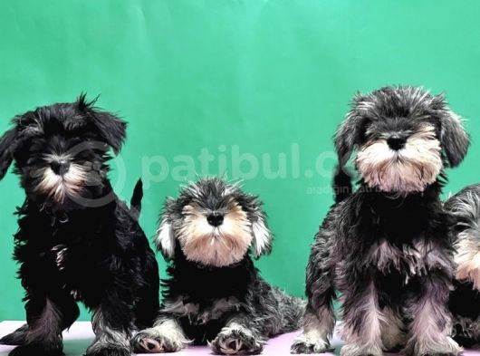 Irk Ve Sağlik Garanti̇si̇yle Mi̇nyatür Schnauzer Yavrular