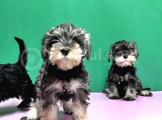 Irk Ve Sağlik Garanti̇si̇yle Mi̇nyatür Schnauzer Yavrular görsel
