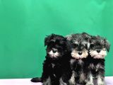 Irk Ve Sağlik Garanti̇si̇yle Mi̇nyatür Schnauzer Yavrular