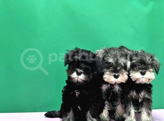Irk Ve Sağlik Garanti̇si̇yle Mi̇nyatür Schnauzer Yavrular görsel