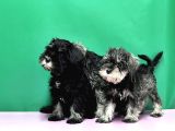 Irk Ve Sağlik Garanti̇si̇yle Mi̇nyatür Schnauzer Yavrular