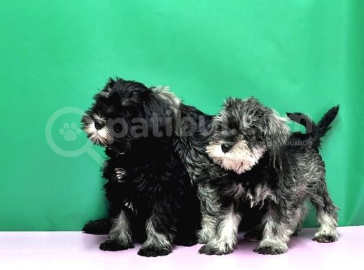 Irk Ve Sağlik Garanti̇si̇yle Mi̇nyatür Schnauzer Yavrular görsel