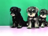 Irk Ve Sağlik Garanti̇si̇yle Mi̇nyatür Schnauzer Yavrular