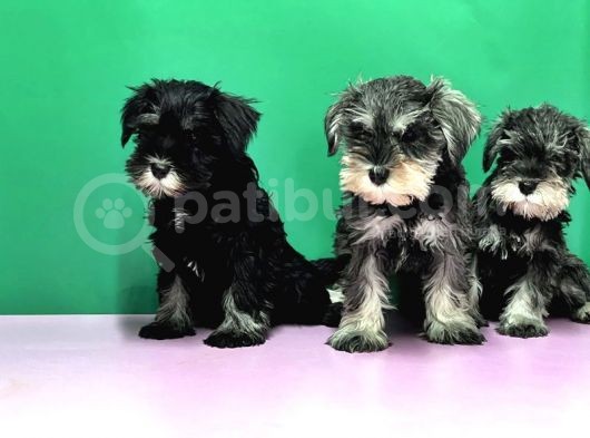 Irk Ve Sağlik Garanti̇si̇yle Mi̇nyatür Schnauzer Yavrular görsel