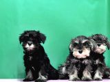 Irk Ve Sağlik Garanti̇si̇yle Mi̇nyatür Schnauzer Yavrular