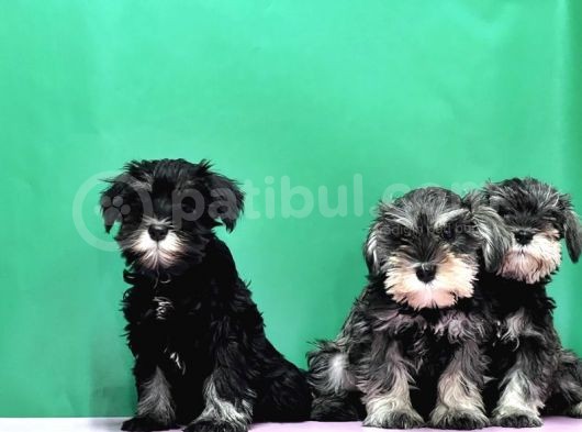 Irk Ve Sağlik Garanti̇si̇yle Mi̇nyatür Schnauzer Yavrular görsel