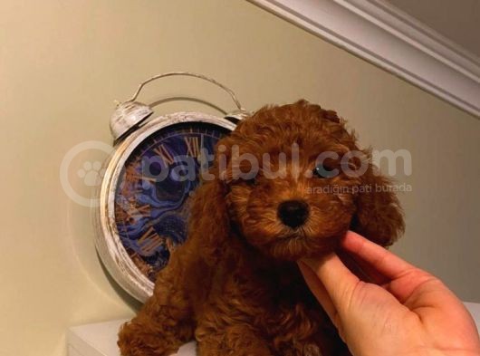Çocuklarınıza Arkadaş Poodle Bebişlerimiz görsel